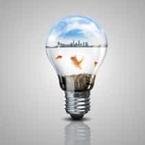 gold fish in water inside an electric light bulb
